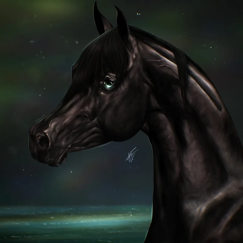 Black Arabian at night