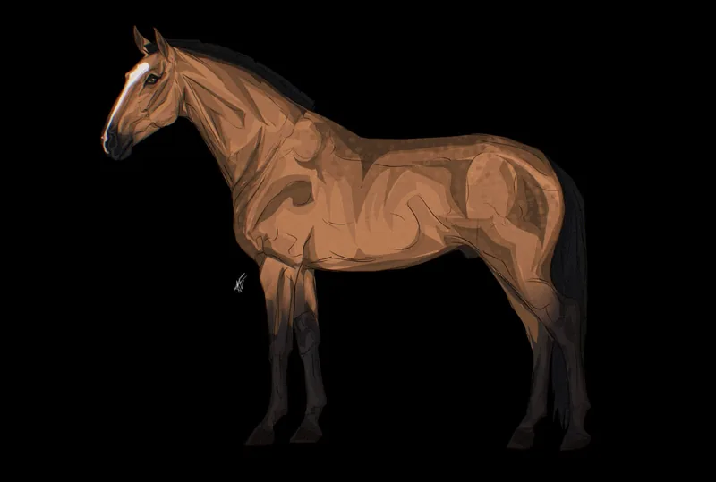 Bay horse reference